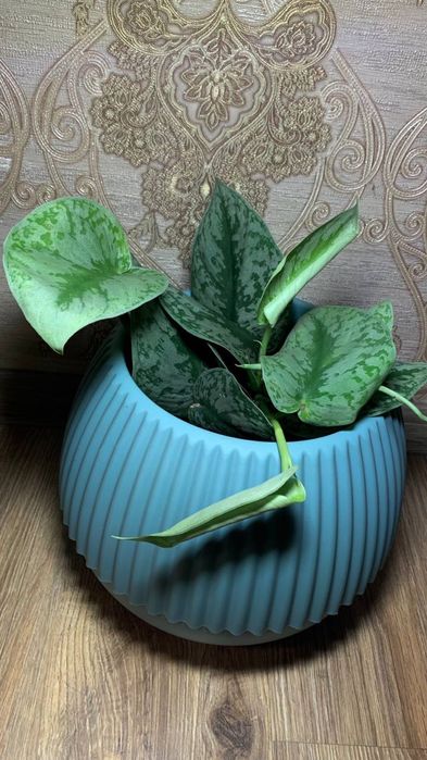 Сциндапсус Піктус Требі