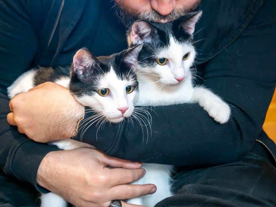 Urocze i wykastrowane kocurki szukają domu