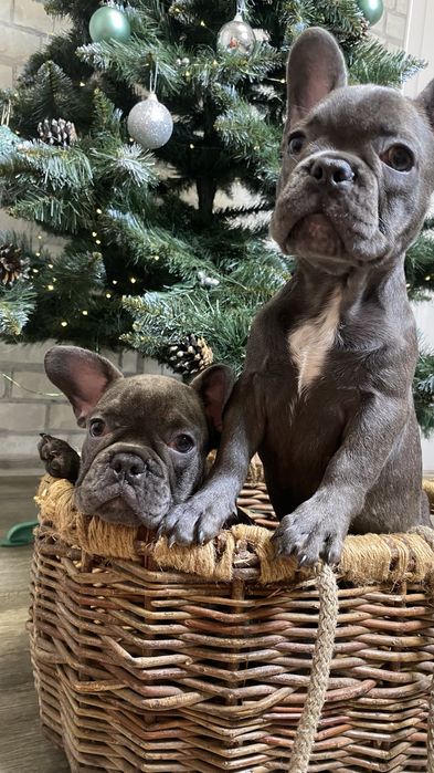 Французский будьдог