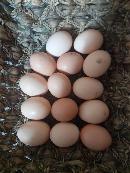 Ovos caseiros do campo