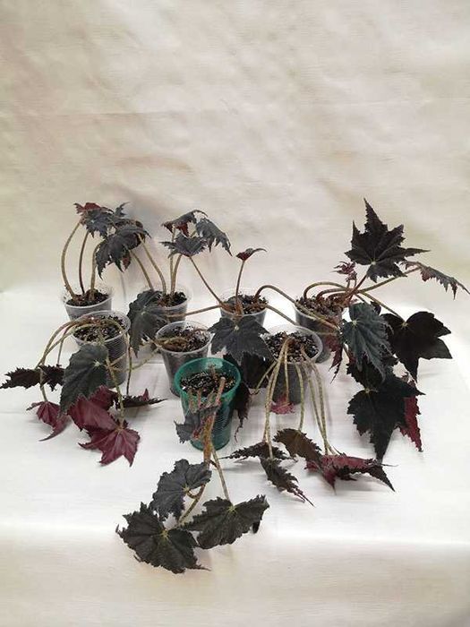 Бегония Чёрный Бархат (Black Velvet)