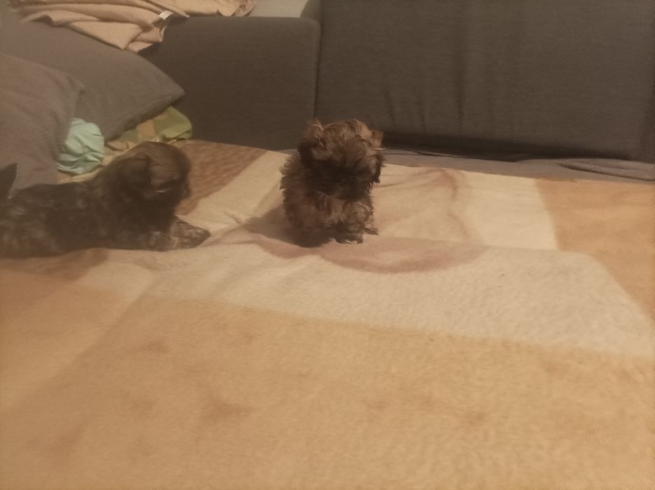 Pieski rasy Shih tzu