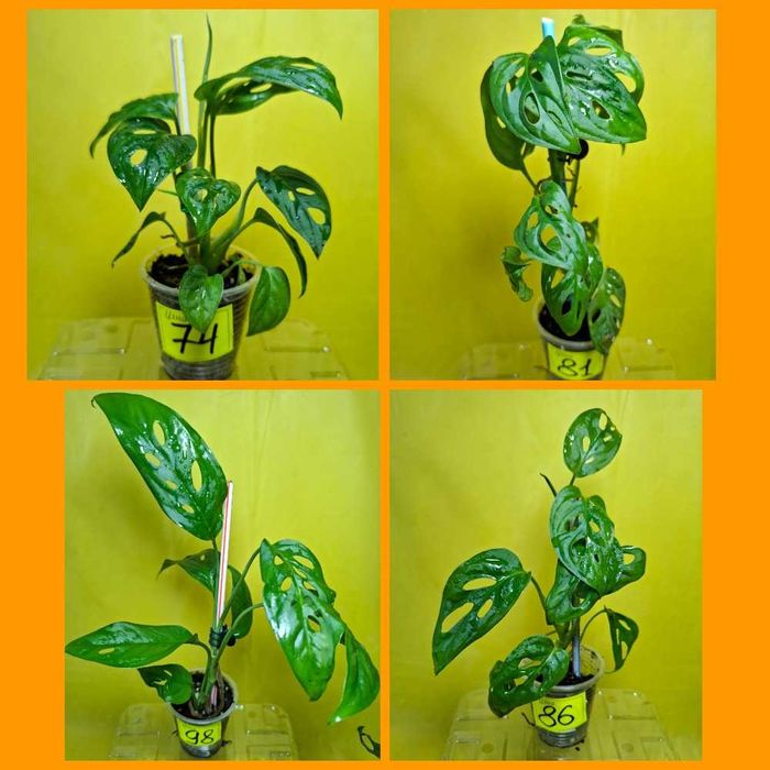 ‼️ ВЕЛИЧЕЗНІ ‼️ПОВІТРЯНІ КОРЕНІ Монстера манки monstera Monkey Mask