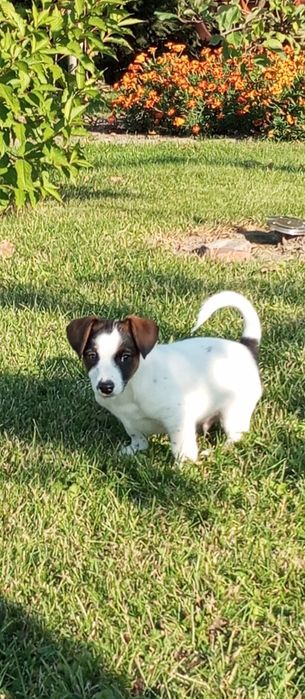 Jack Russell Terrier -pieski