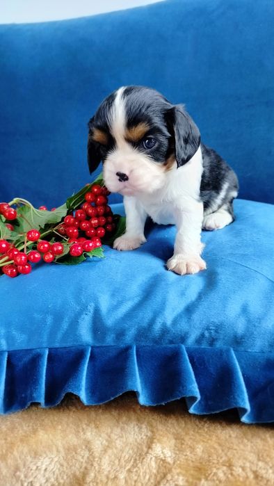Przepiękny piesek tricolor Cavalier King Charles Spaniel  Czarlie