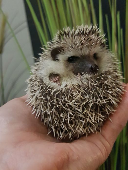 Jeż pigmejski Jeż afrykański