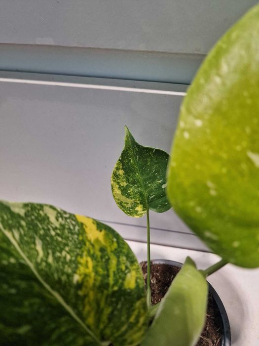 Monstera Thai Tricolor Miracle