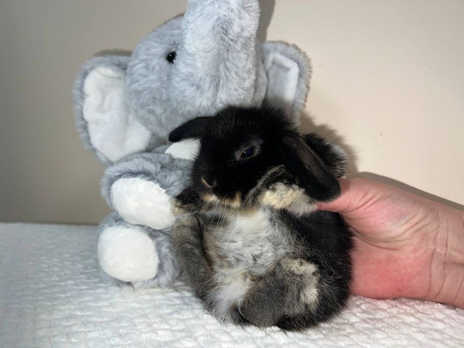 Декоративний кролик , окрас чорний оттер