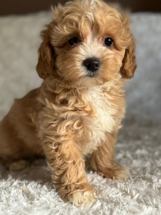 Maltipoo śliczny szczeniaczek