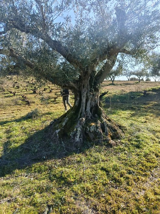 Vendo 6 oliveiras centenárias