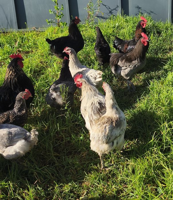 Vendo galos Jersey gigante