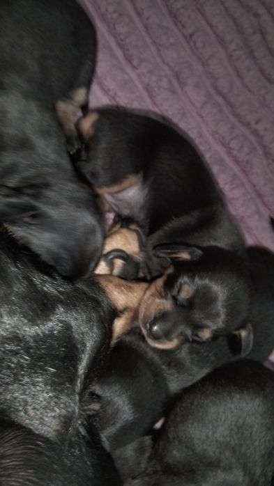 Таксинятка бронювання