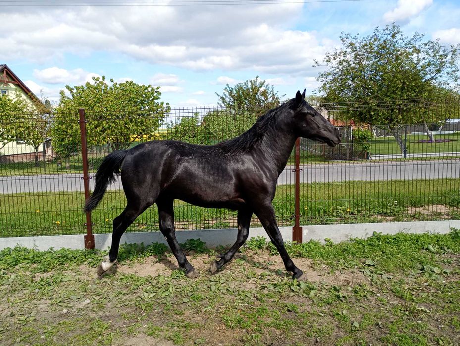 Roczny ogierek kary