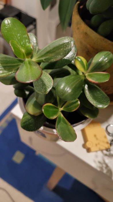 Kwiat domowy jak i ogrodowy szczawik