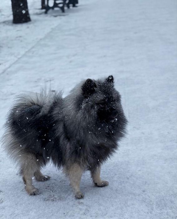 Дівчинка вольфшпіц