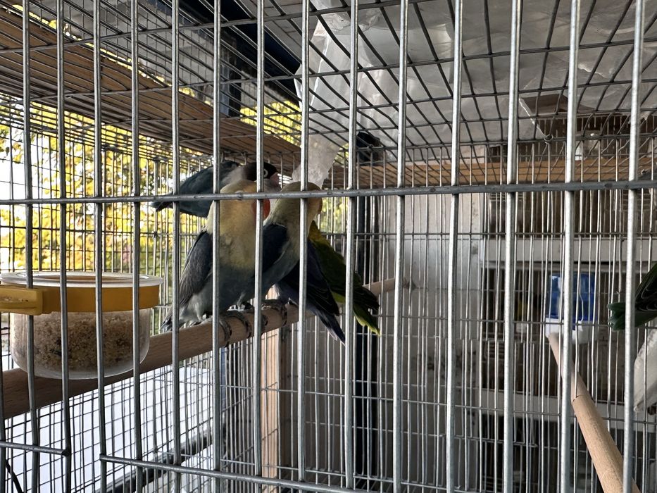 Agapornis Roseicollis Fischeri Personatus