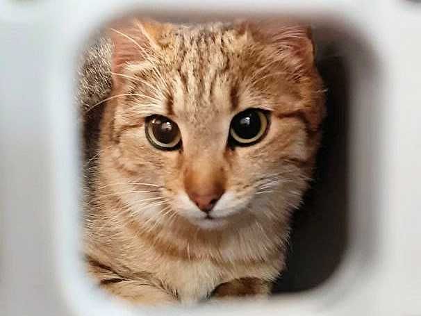 Врятуйте милу розумну кішку Емму менше року стерилізована в добрі руки