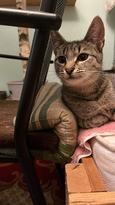 Mięta szuka domu na zawsze!