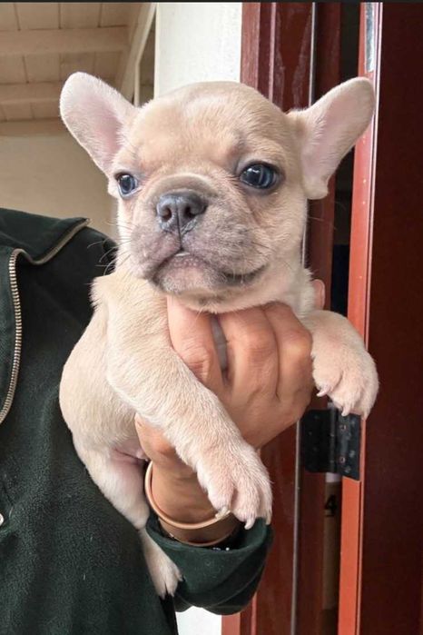 Хлопчик француз ексклюзивного окрасу