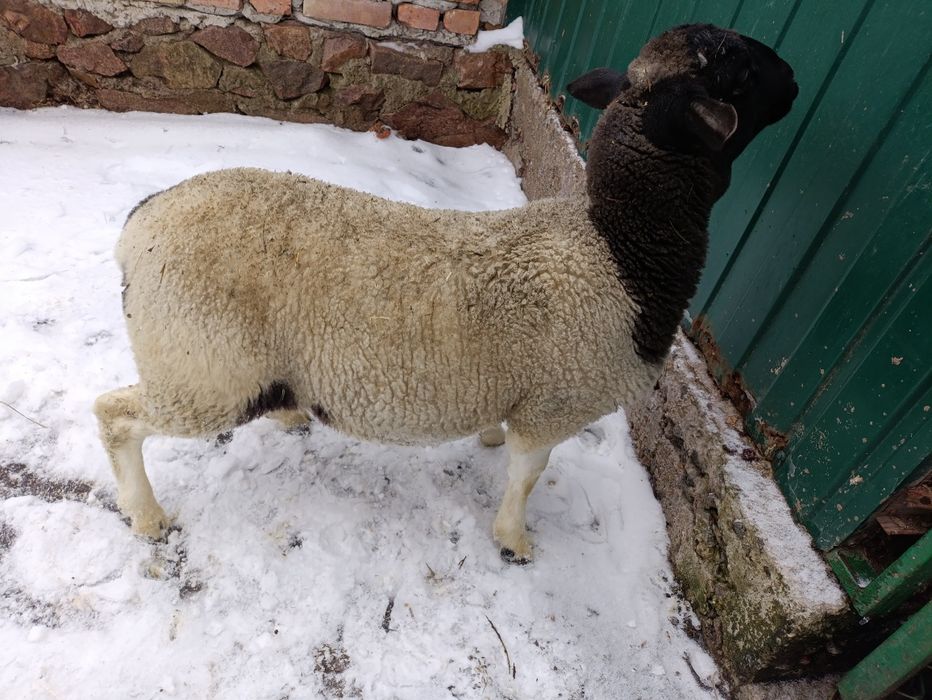 Ягня баран 3 місяці