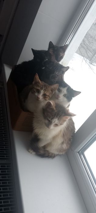 Котики у відповідальні родини