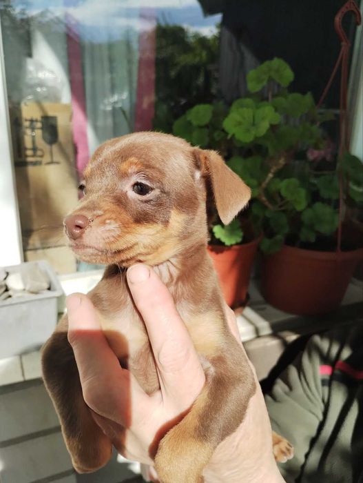 Той терьер щенок