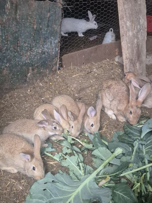 Vendo coelhos caseiros