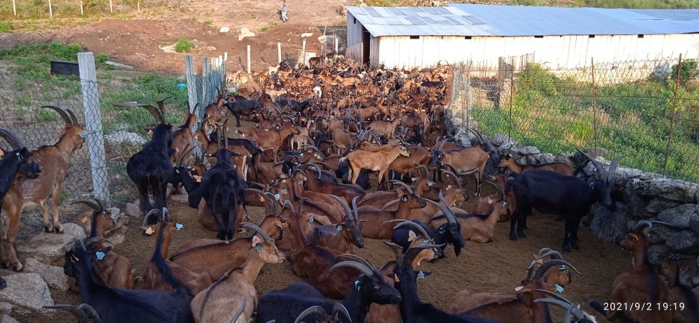 Vendo 60 cabras bravias