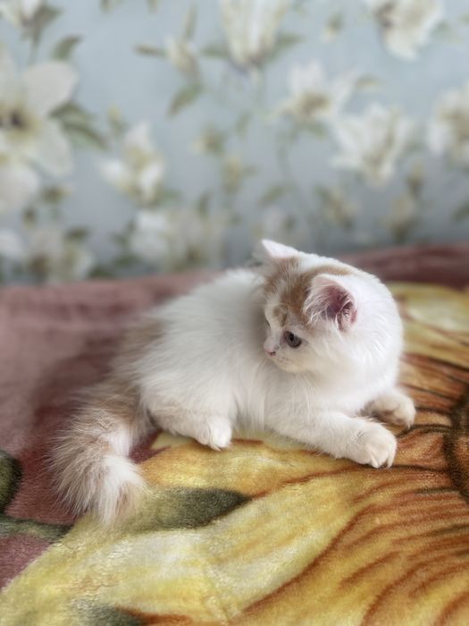 Скоттиш страйт облочко