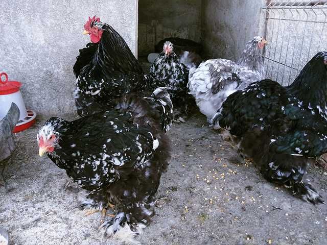 Інкубаційне яйце курей Кохінхін: мармуровий, блакитний.