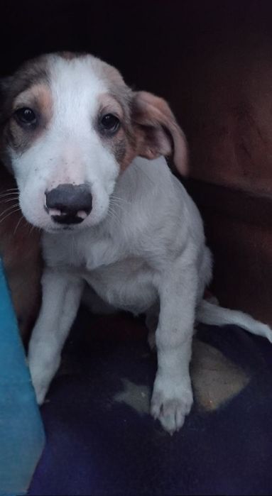 Отдам даром в добрые руки щенков