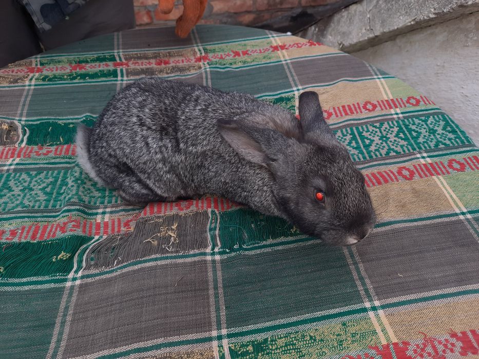 Продам  молодих кролі