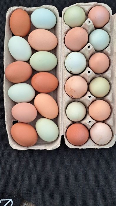 Ovos caseiros de aves criadas em liberdade