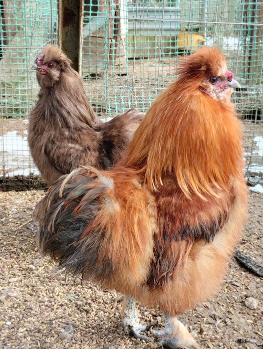 Koguty silek jedwabistych