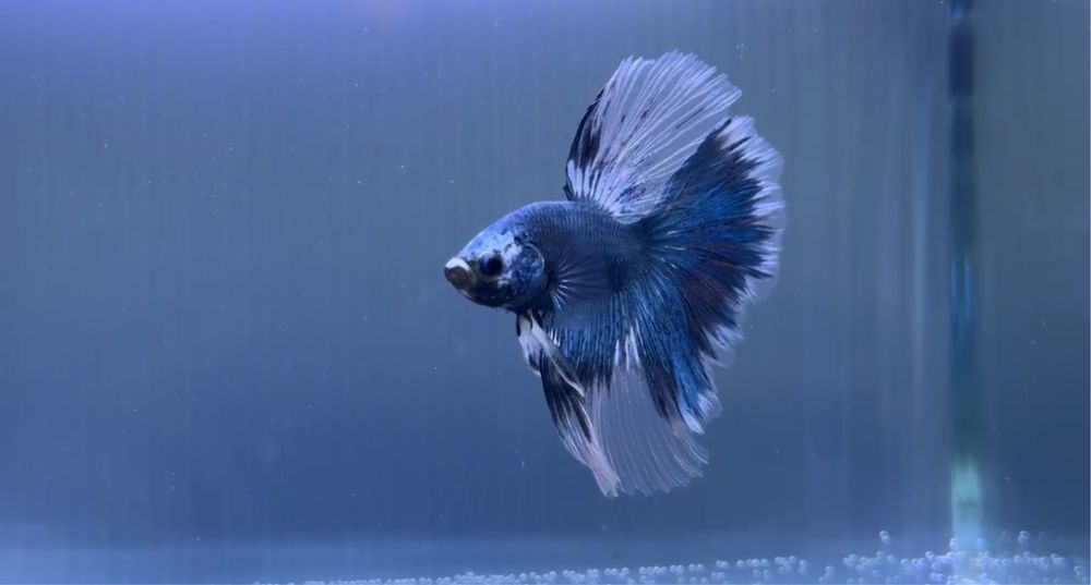 Macho Betta Steel Blue Marble