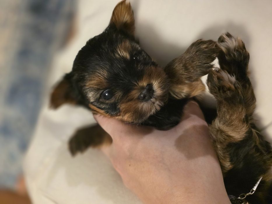 (Rezerwacja) York dziewczynka wielkość standard udokumentowane pochodz