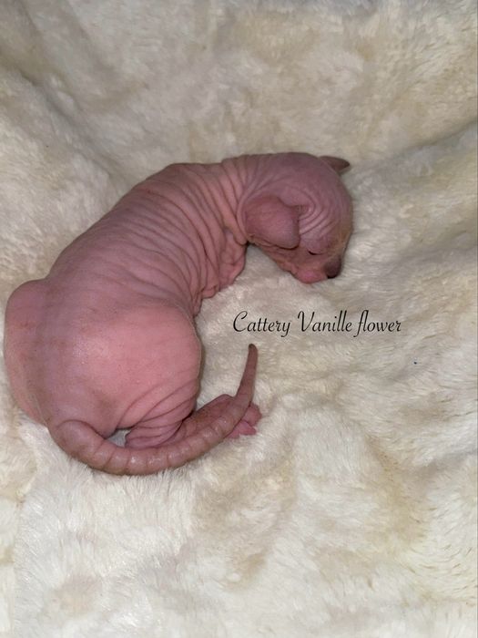 Канадский сфинкс эльф