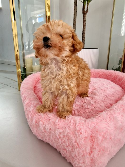 Pudel toy/tea cup   b.genetyczne baby face