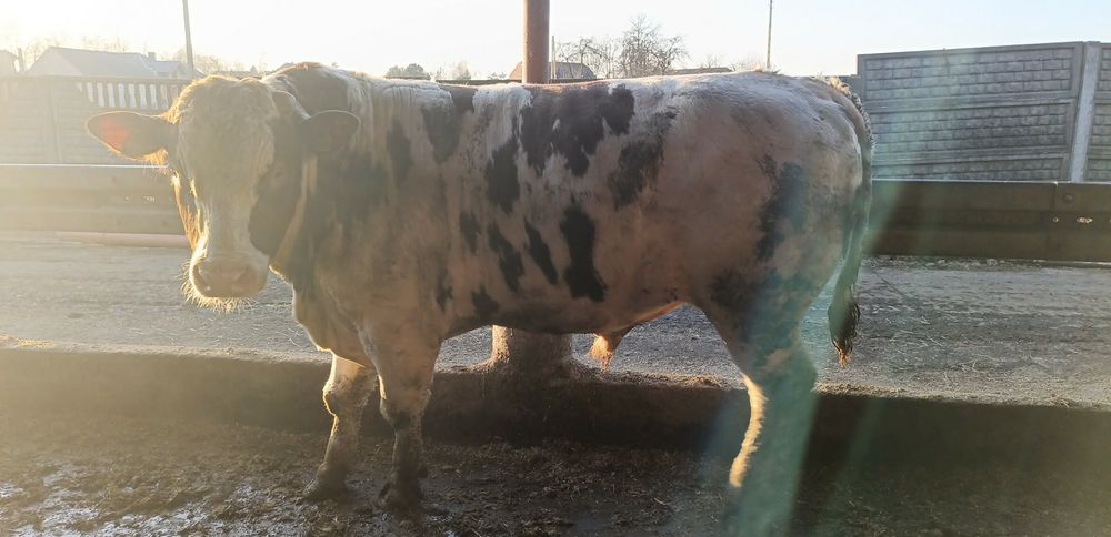 Byk buhaj rozpłodowiec rozpłodnik