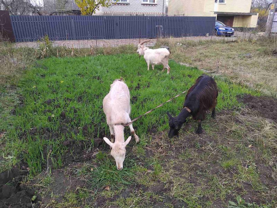 Продам 2 кози з козенятам і козлика