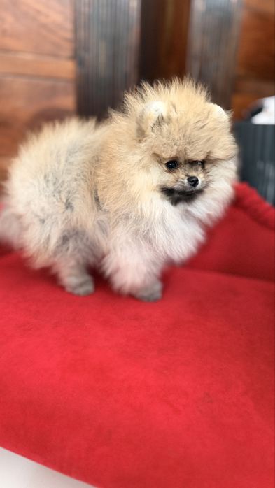 Sprzedam pomeraniana