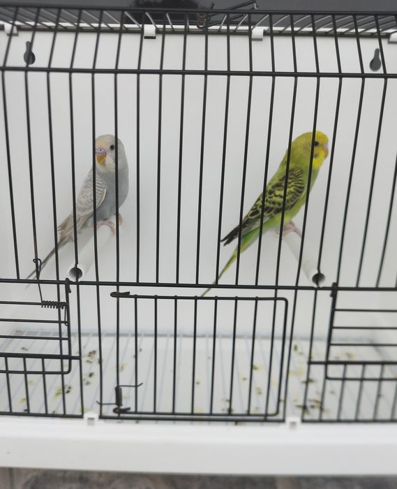 Casal Periquitos Australianos