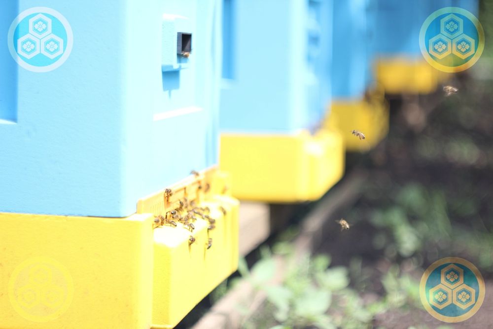 Пчелопакеты / Бджолопакети