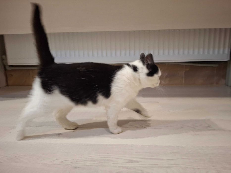 Котик, кошеня, котенок Первомайск