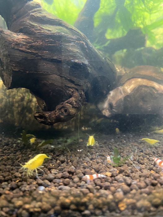 Camaroes yellow neocaridina