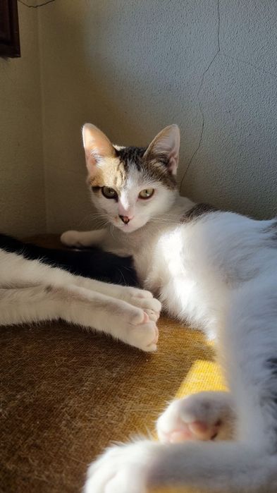 Gatinhos bebés para adoção responsável