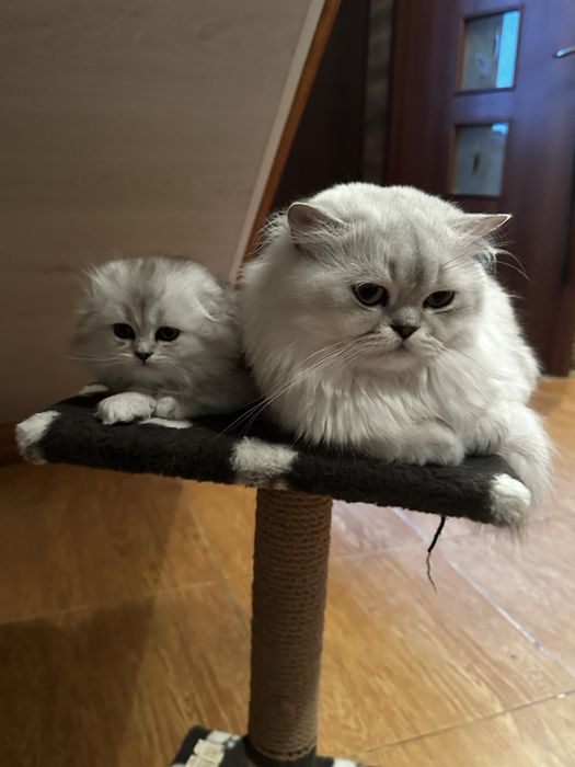 Продам  шотландських  кошенят