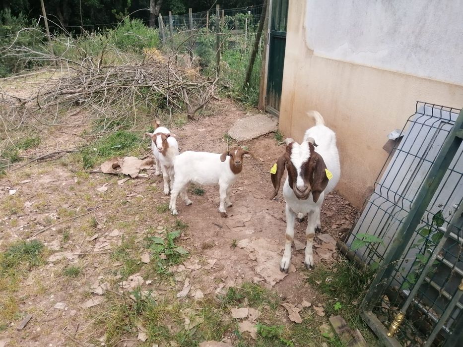 Boer  2  fêmeas x