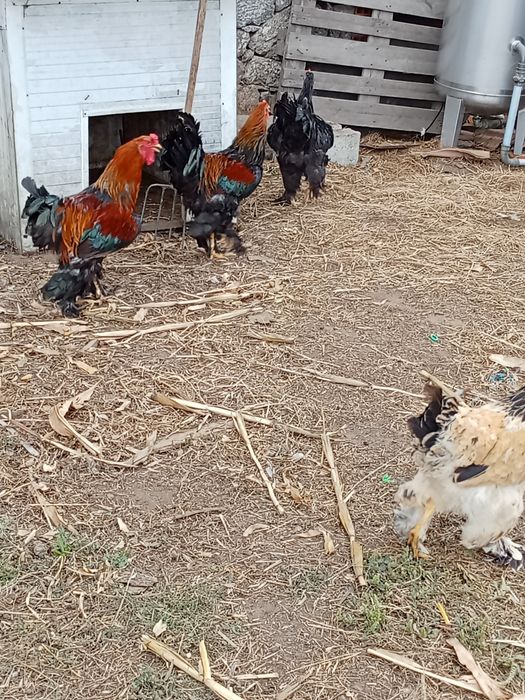 Galos brahmas  caseiros