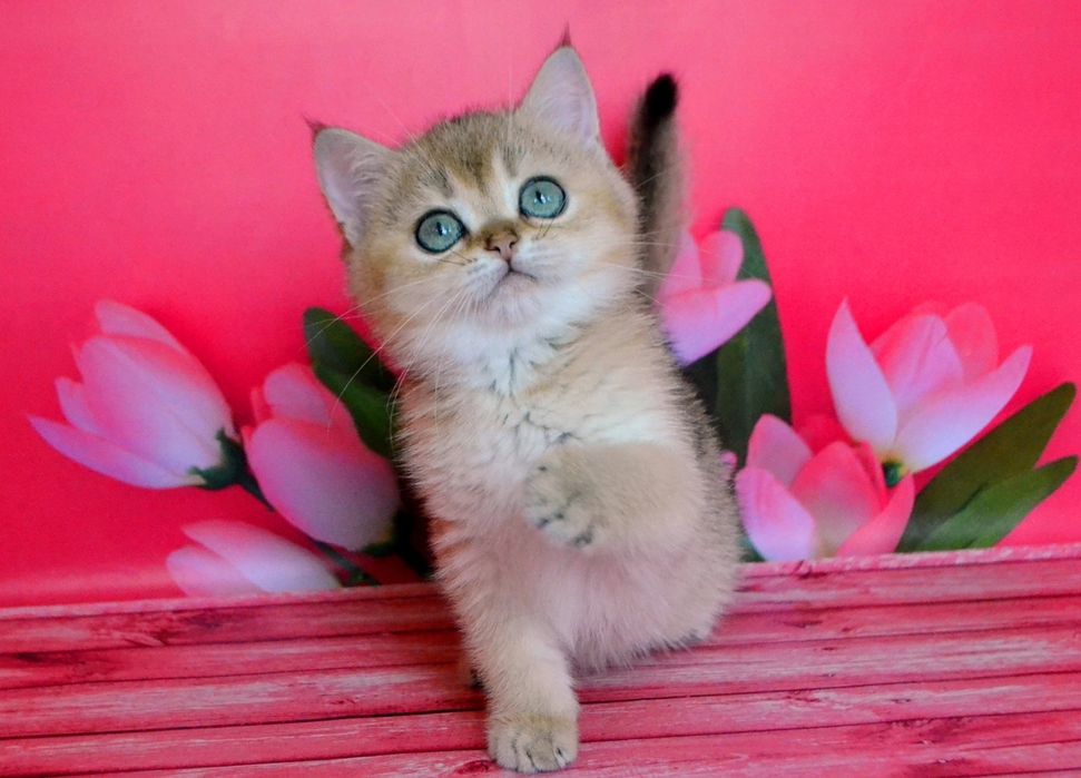 Ваше счастье,  золотые шиншиллы,  котята